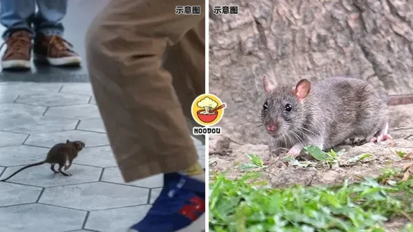 Taipei Rat Tong Ling Move Ft Img