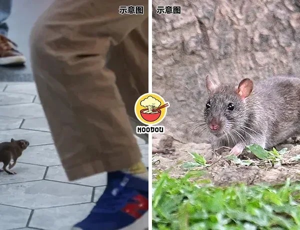Taipei Rat Tong Ling Move Ft Img