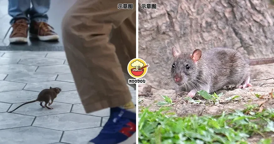 Taipei Rat Tong Ling Move Ft Img