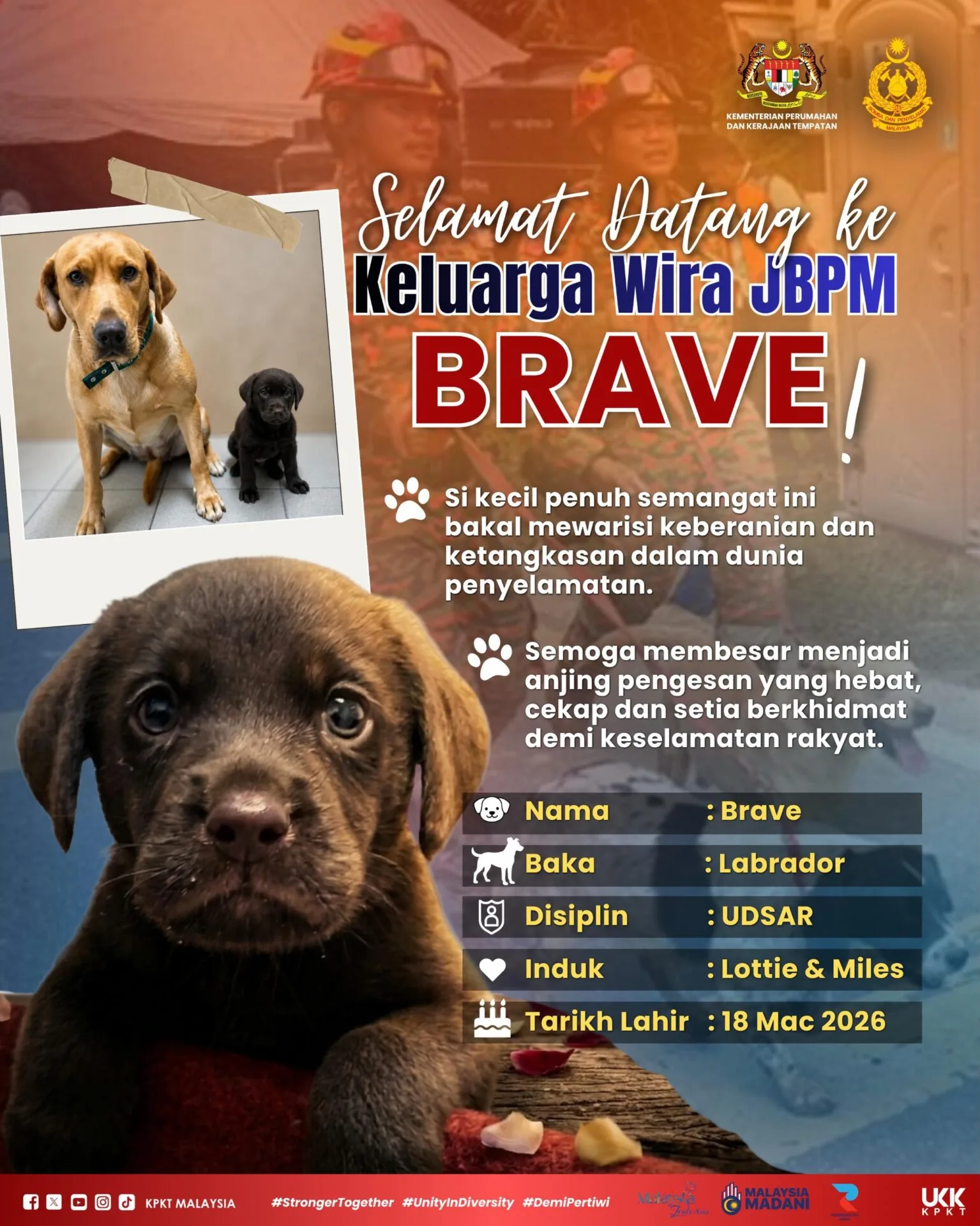 Brave3