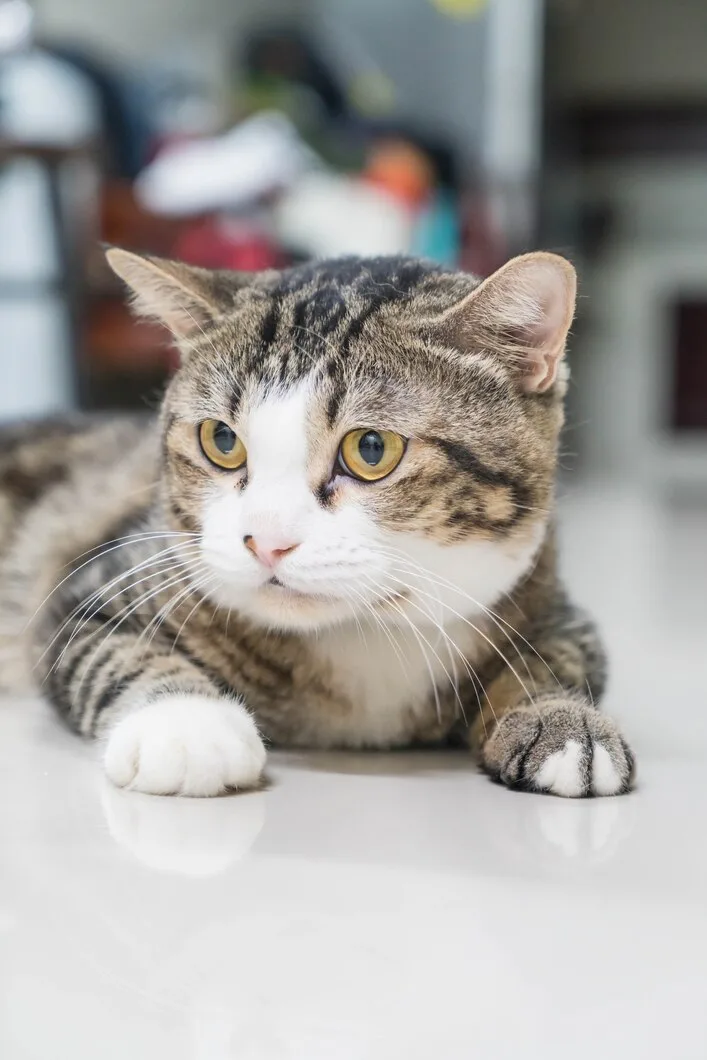 Cute Grey Cat 1339 7660