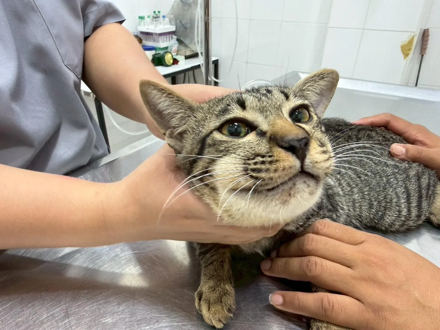 猫咪生病主人喂Paracetamol脸肿胀兽医院治疗 2