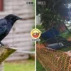 Kesian Crow Jailed Ft