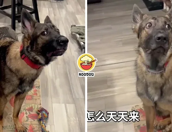Retired Police Dog Dowan Work Ft