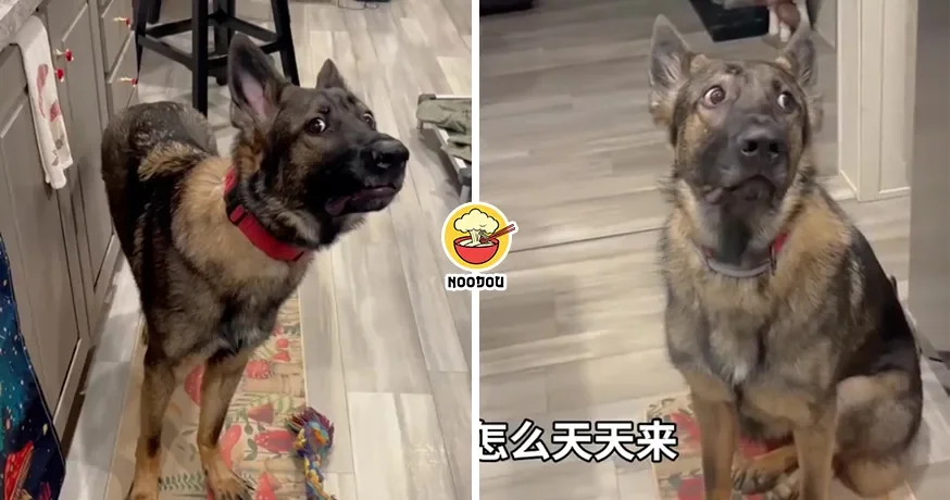 Retired Police Dog Dowan Work Ft