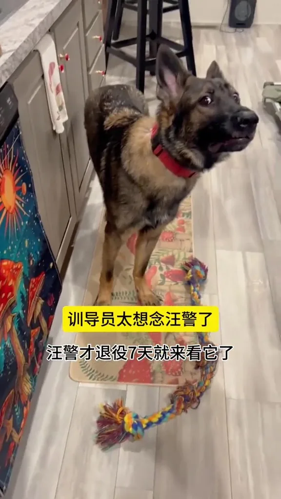退役警犬见到训导员震惊不想上班 1