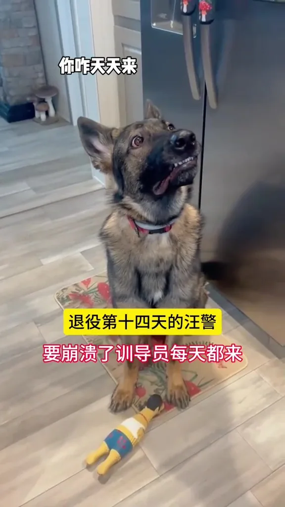 退役警犬见到训导员震惊不想上班 3