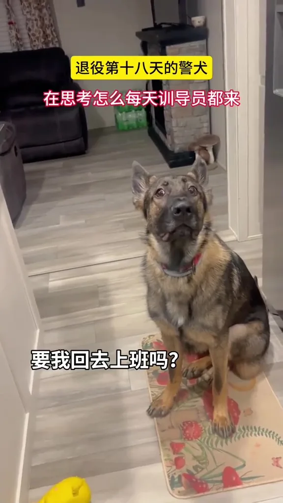退役警犬见到训导员震惊不想上班 7
