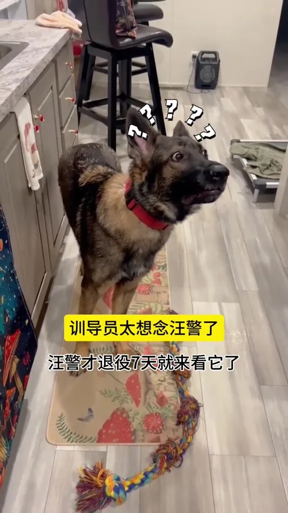 退役警犬见到训导员震惊不想上班 8