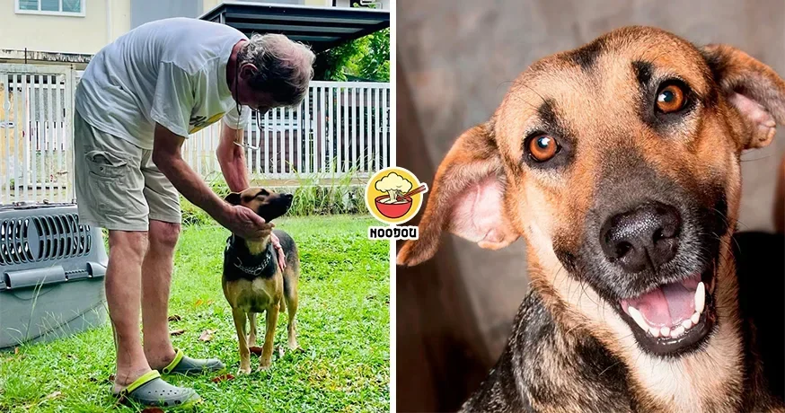 5 Years Shelter Dog Lost Hope Found Home Ft 1