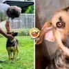 5 Years Shelter Dog Lost Hope Found Home Ft