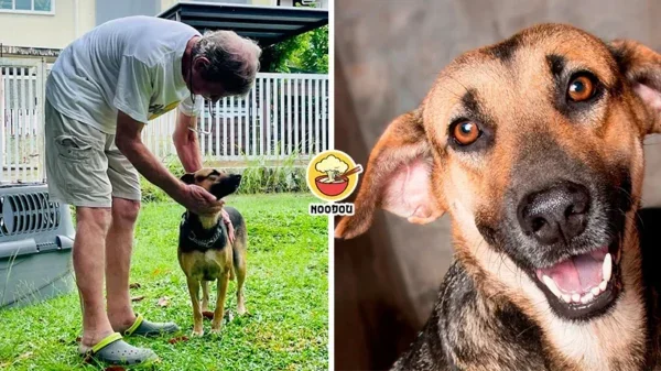 5 Years Shelter Dog Lost Hope Found Home Ft