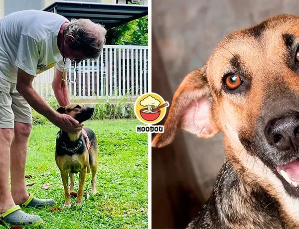 5 Years Shelter Dog Lost Hope Found Home Ft