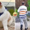 Cat Chase Dog Xavier Ft