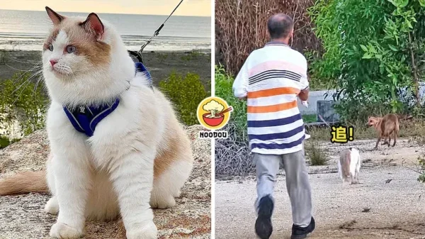 Cat Chase Dog Xavier Ft