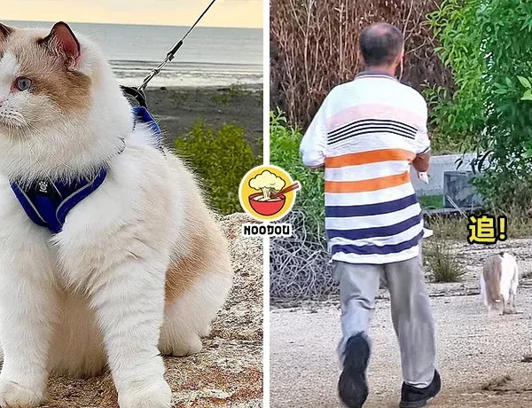 Cat Chase Dog Xavier Ft