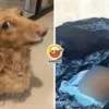 Dog Cremation Throw Tong Sampah Ft