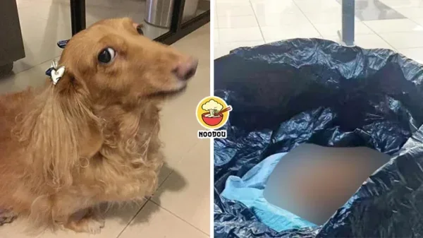 Dog Cremation Throw Tong Sampah Ft