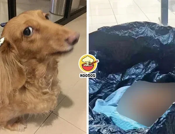 Dog Cremation Throw Tong Sampah Ft