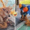Dog Stuck In Net Ft