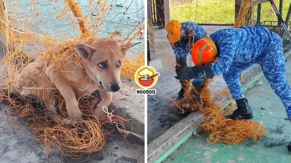 Dog Stuck In Net Ft