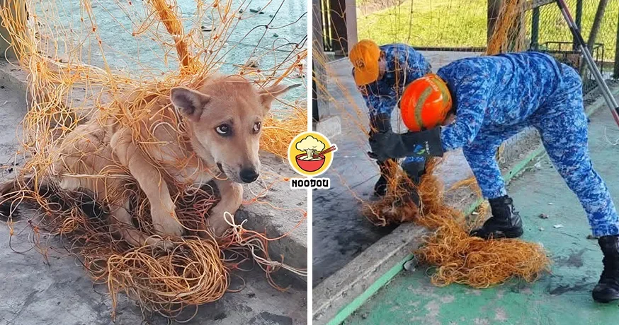 Dog Stuck In Net Ft