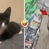 Steal Cat Rob Bank Ft