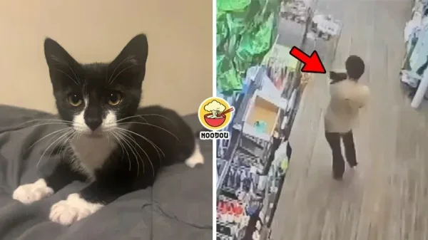 Steal Cat Rob Bank Ft