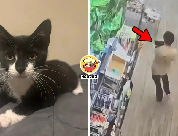 Steal Cat Rob Bank Ft