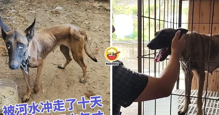 【瘦成皮包骨了！