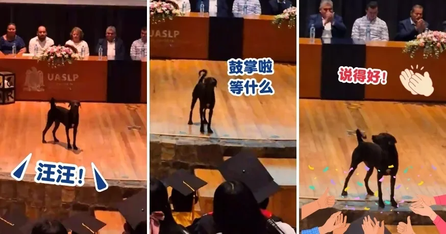 【下面让我汪两声