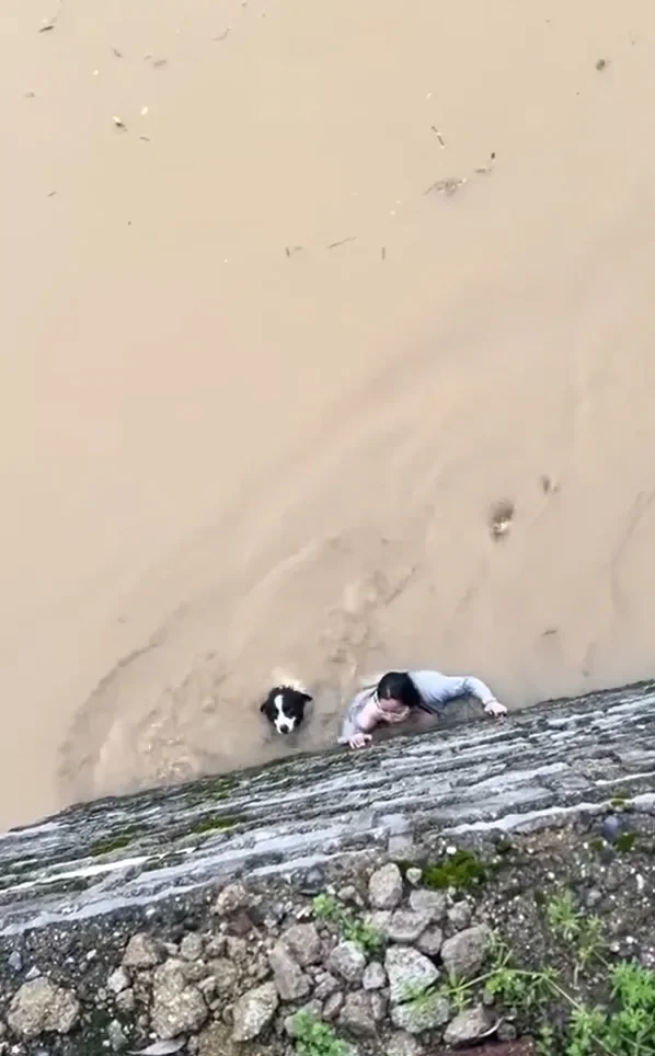 Dog 1