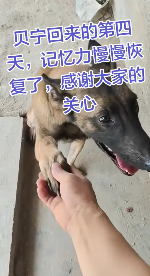 Dog2