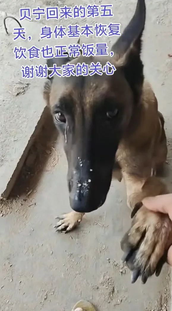 Dog3