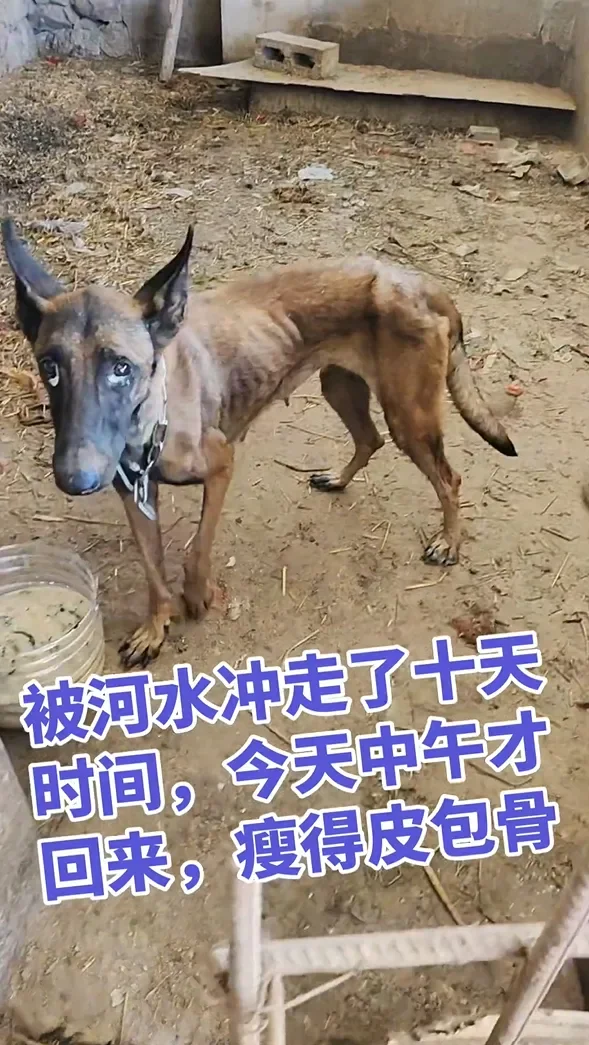 Dog4