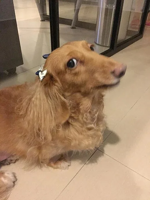 安排16年爱犬火化公司竟把遗体丢弃在狗主组屋楼下垃圾箱 2