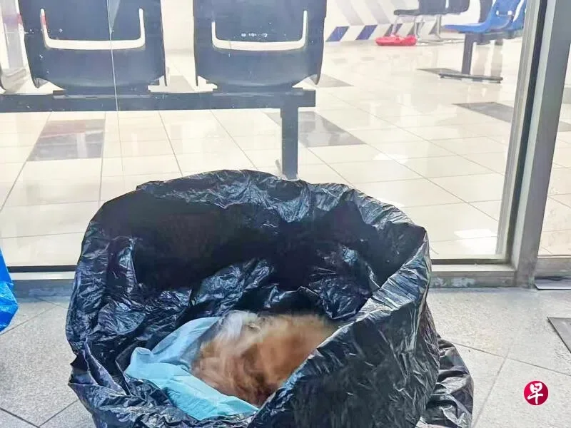 安排16年爱犬火化公司竟把遗体丢弃在狗主组屋楼下垃圾箱