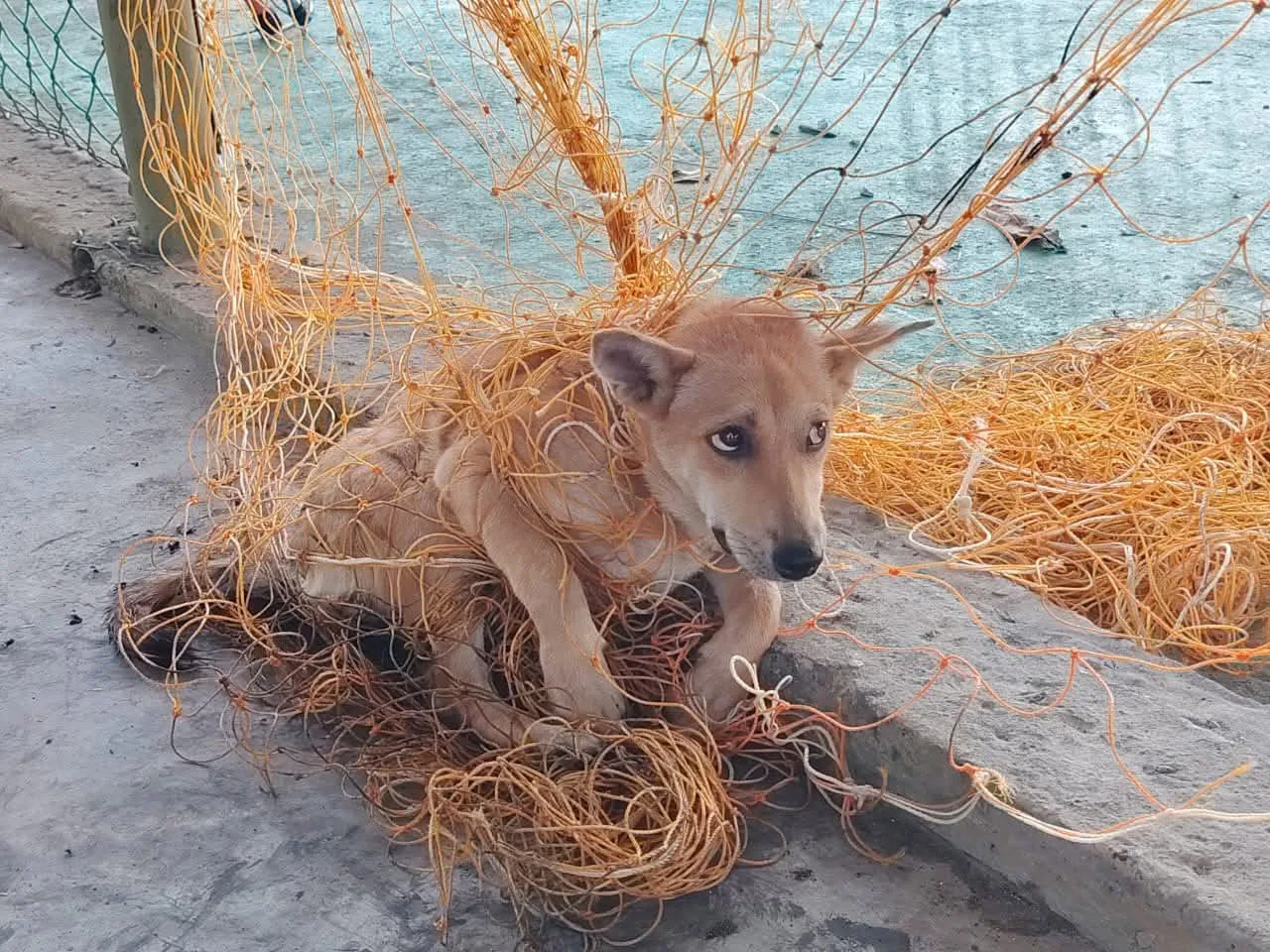 流浪狗被足球网缠住眼神委屈做错事可爱爆红 3