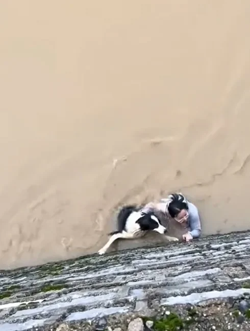 狗 1