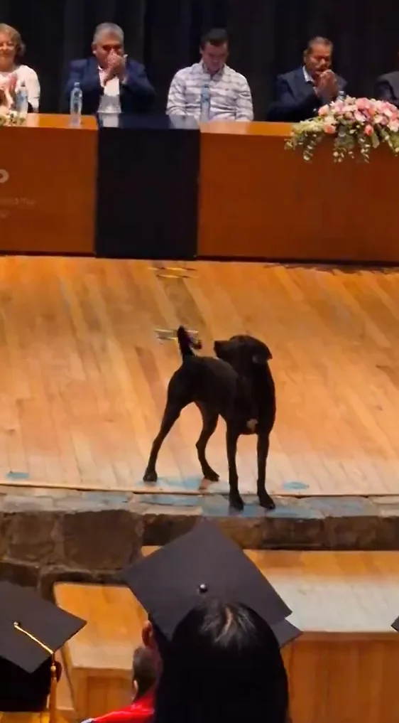 狗