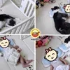 Dog Pillow Kid Ft 1