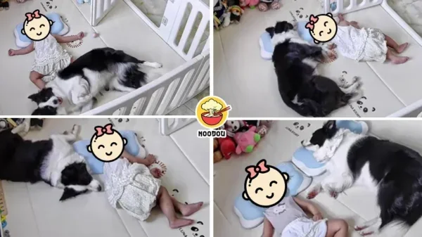 Dog Pillow Kid Ft 1