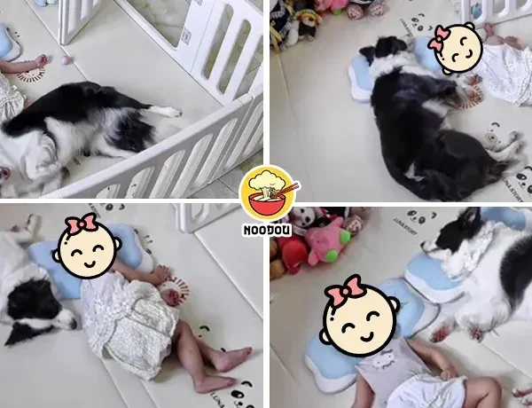 Dog Pillow Kid Ft 1