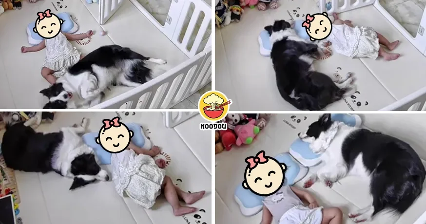 Dog Pillow Kid Ft 1