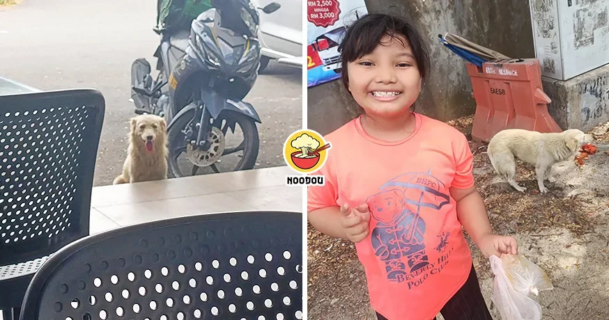 Malay Daughter Feed Dog Ft