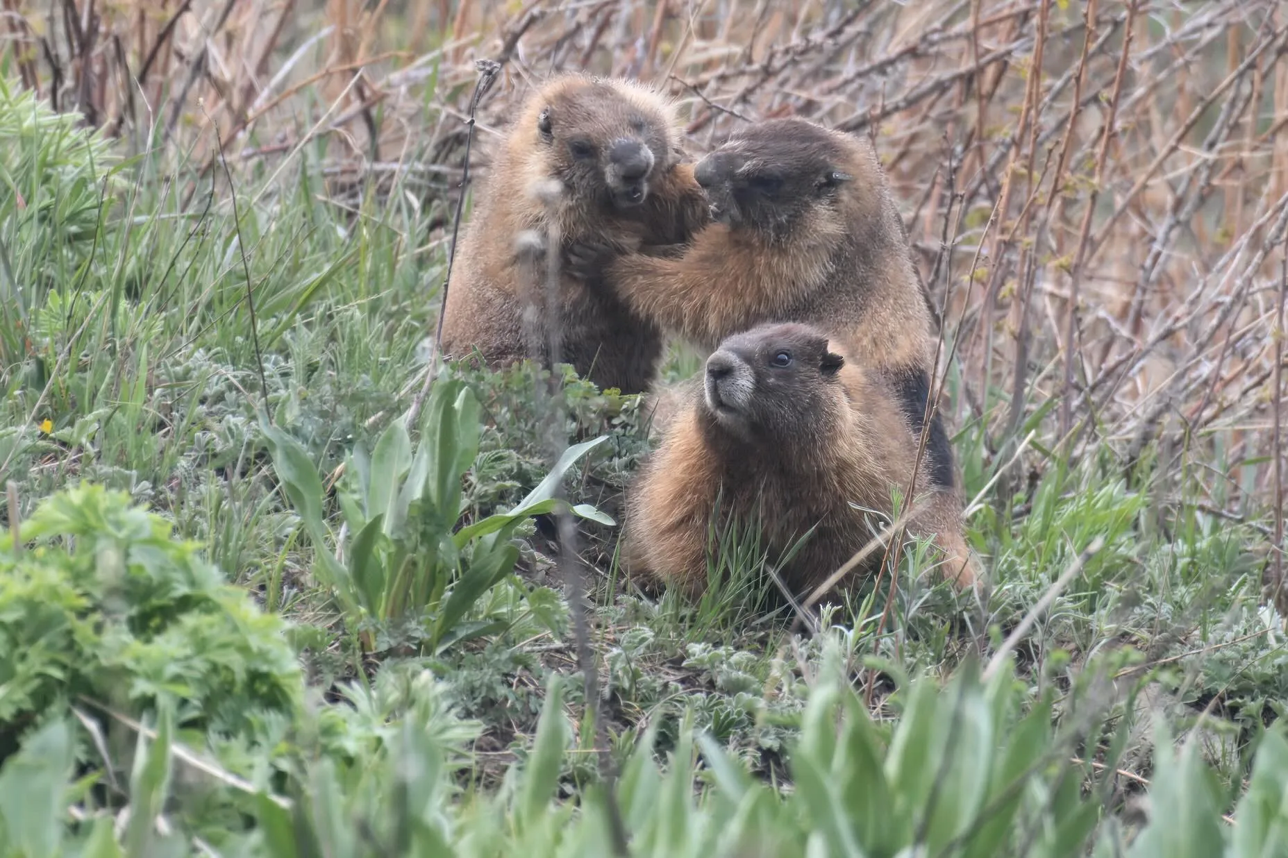 Marms Pic 1
