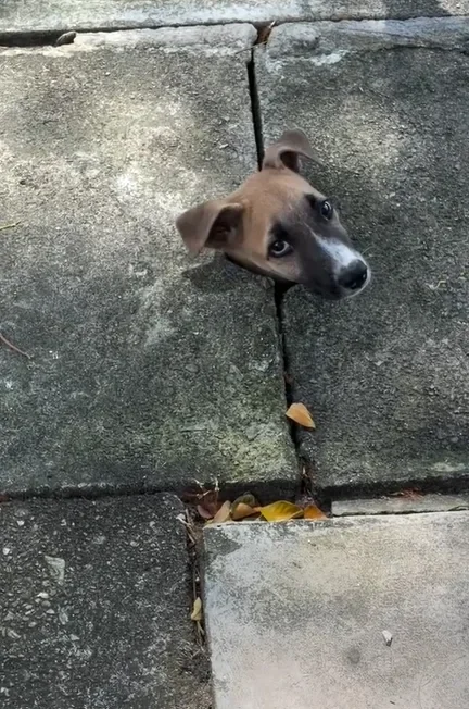 狗