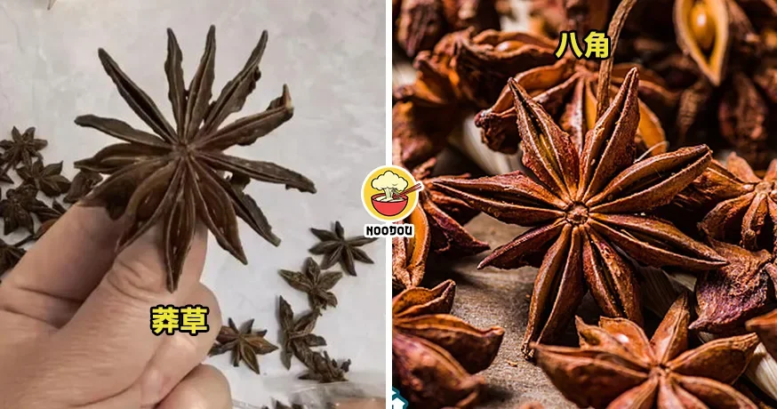 【竟然有剧毒！】孩子数“八角”数出13个角，一时好奇心救了全家！（内附影片）