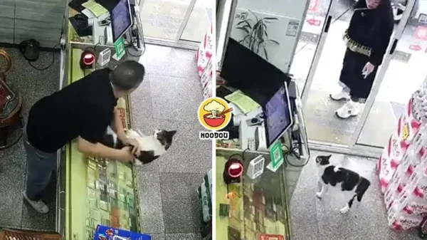 Cat Shop Hit Dog Ft