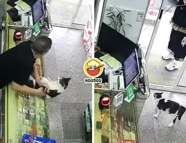 Cat Shop Hit Dog Ft
